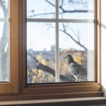 aube außen auf einem Holzfensterbrett, von innen durch Glas gesehen — Symbol für unerwartete Freude und stille Verbindung.