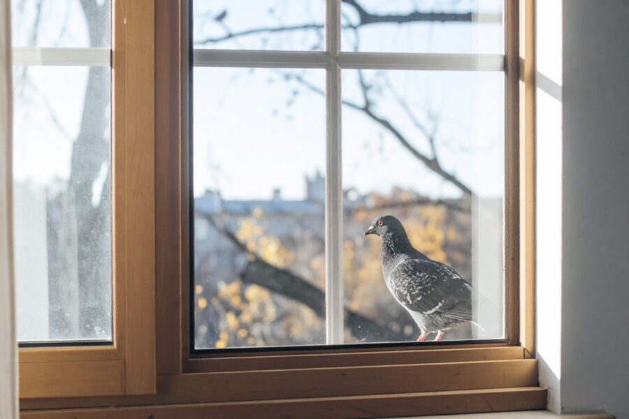 Das Lachen vor dem ersten Wort